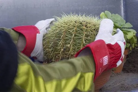 Трогай кактусы в перчатках