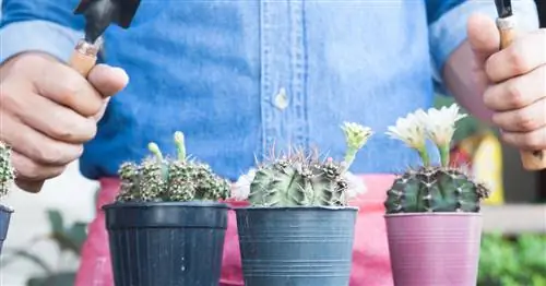 Пересадка кактусов: как это делается безболезненно