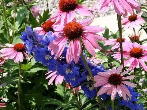 Красная эхинацея и живокость