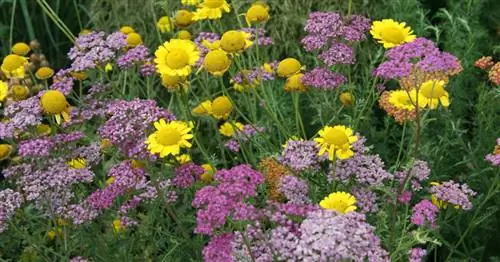 Исторические многолетники: Сокровища цветов с историей