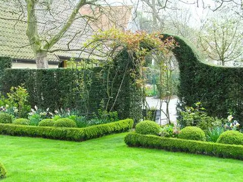 Арка из роз перед живой изгородью