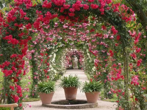 Пергола с розовыми арками