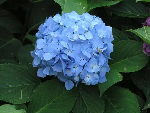 Гортензия крестьянская синяя