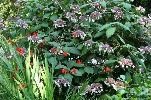 бархатная гортензия