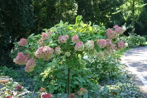 Метельчатая гортензия