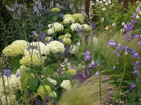 Снежная гортензия, Травы