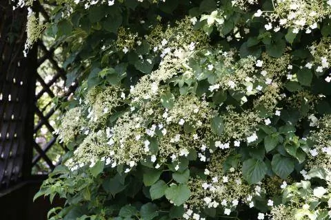 Плетистая гортензия