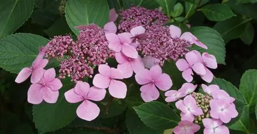 Виды гортензий – большое разнообразие