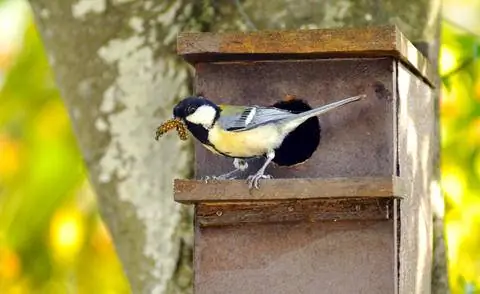 Синицы предпочитают гнезда с входным отверстием