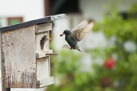 Звезда кормит детеныша