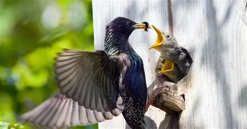 Правильно повесить гнезда для птиц
