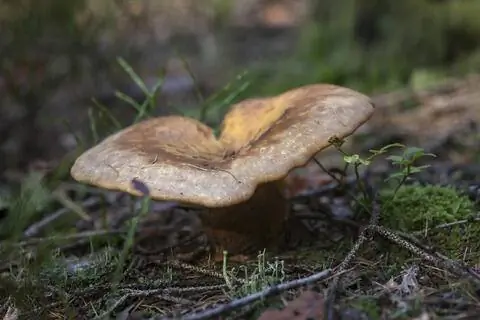 Lactarius deliciosus