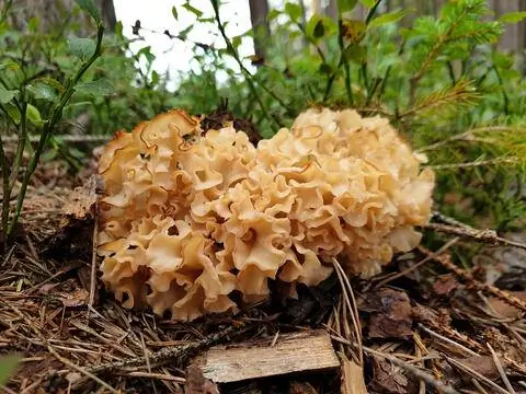 Кудрявая наседка