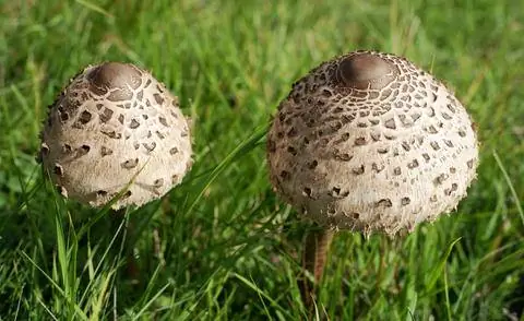 Гриб-зонтик (Macrolepiota procera)