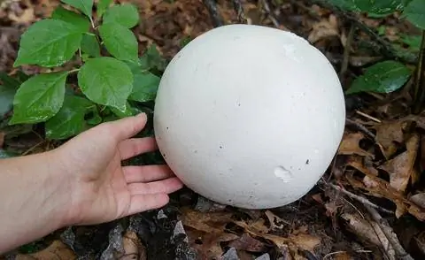 Гигантский дождевик (Langermannia gigantea)