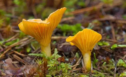 Лисичка (Cantharellus cibarius)