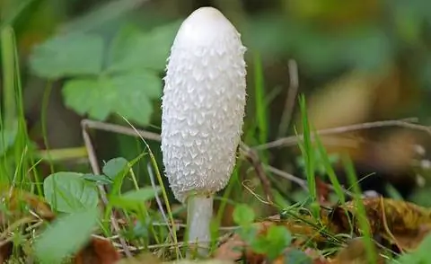 Чернильная шапочка (Coprinus comatus)