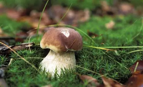 Белый гриб (Boletus edulis)