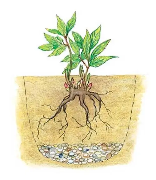 Посадить многолетние пионы