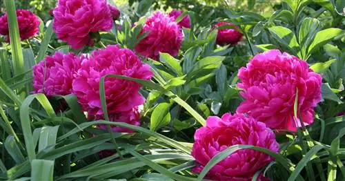 Правильно сажать пионы