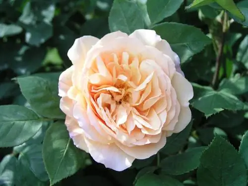 цветок розы