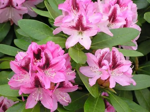 Цветок рододендрона