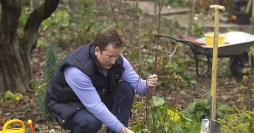 Лучшее время для посадки деревьев, кустарников и роз