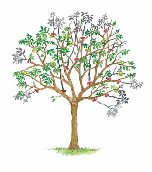 обрезка грецкого ореха