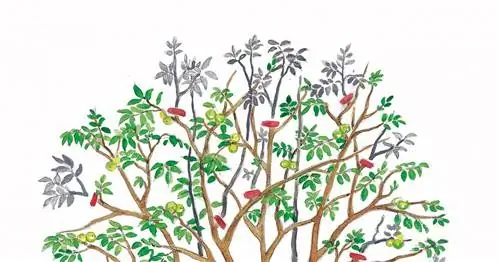 Обрезка дерева грецкого ореха: как это делается