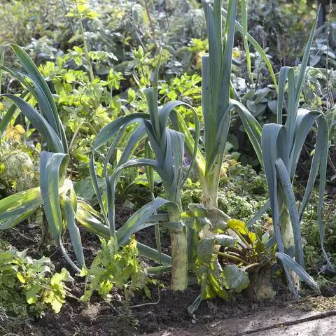 Зимние овощи на грядке