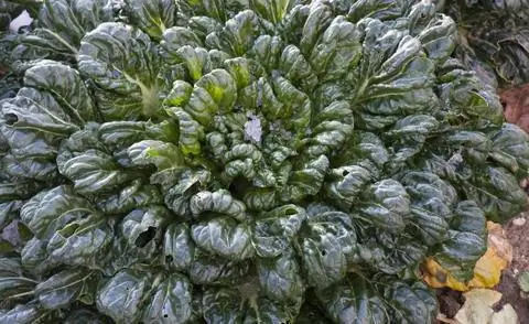 Розетка пак чой