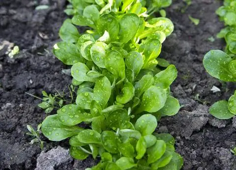 салат ягненка