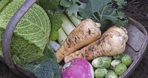 Зимние овощи: эти виды морозоустойчивы