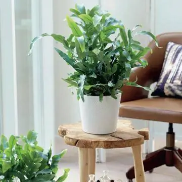 Комнатное растение флебодиум