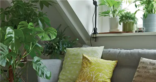 10 лучших зеленых растений для комнаты