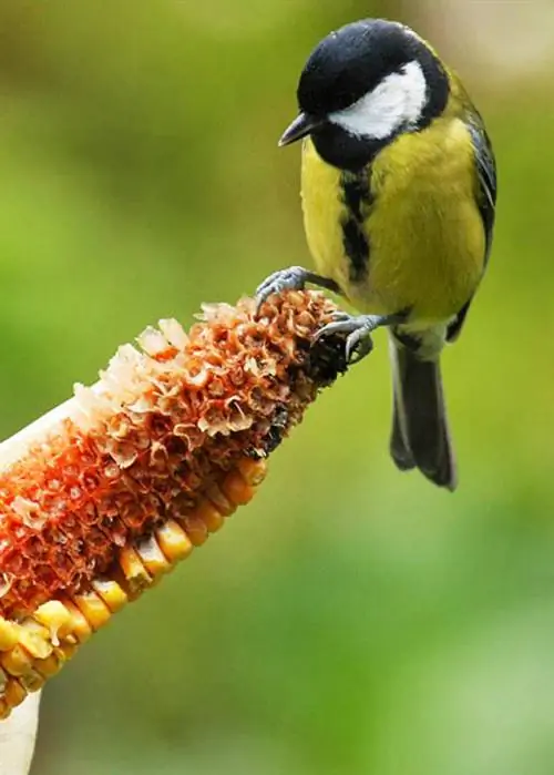 Натуральное птичье семя является альтернативой