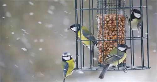 Эксперт советует: Кормите птиц в саду круглый год