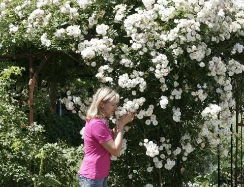 Аромат лепестков роз