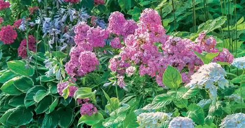 Ароматный сад: удовольствие для всех органов чувств