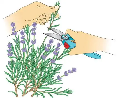 Нарезать веточки лаванды