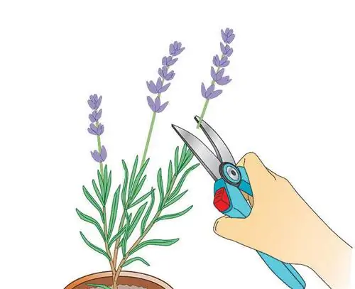 Несколько раз обрежьте молодые растения.