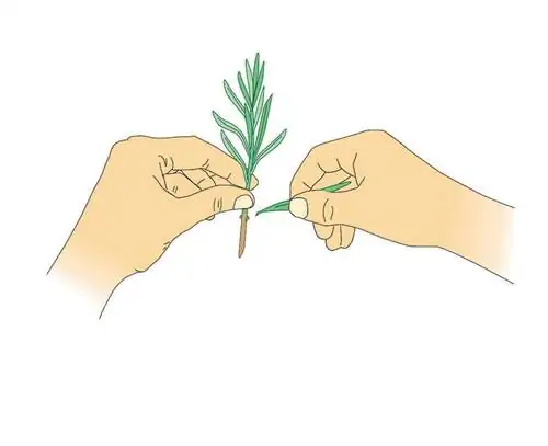 Подготовить черенки