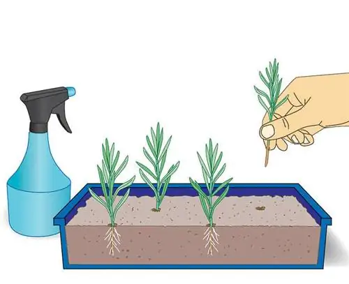 Поместите черенки в лотки для семян