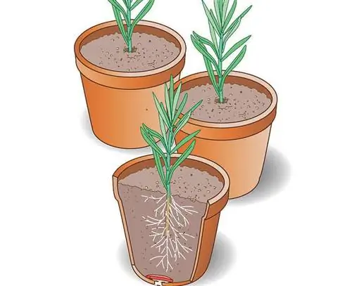 Переложить в горшки