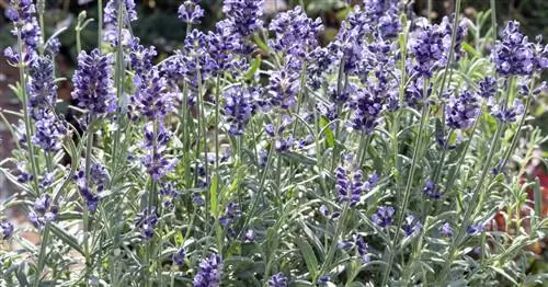 Размножение лаванды черенками