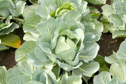 Белая капуста Килатон