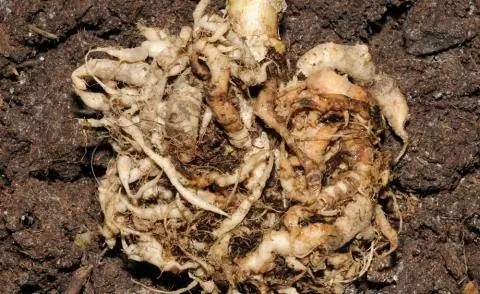 Разрастание корней белокочанной капусты килы