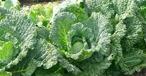 Профилактика капустной грыжи: так капуста остается здоровой