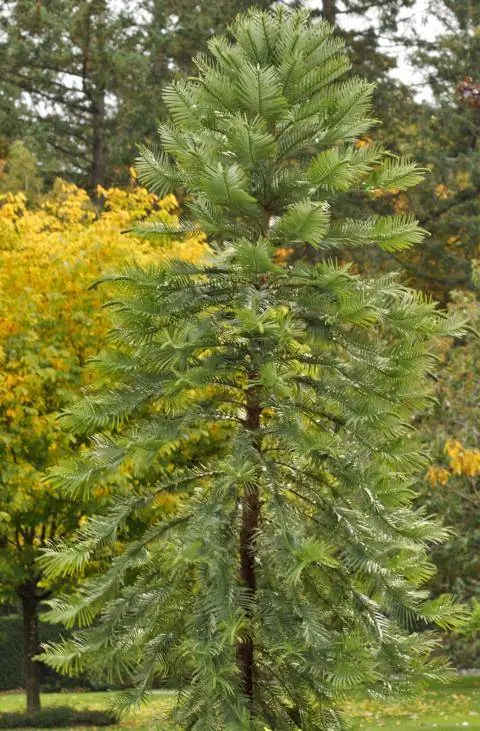 Великий Волми