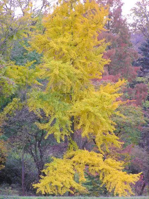 Гинкго билоба